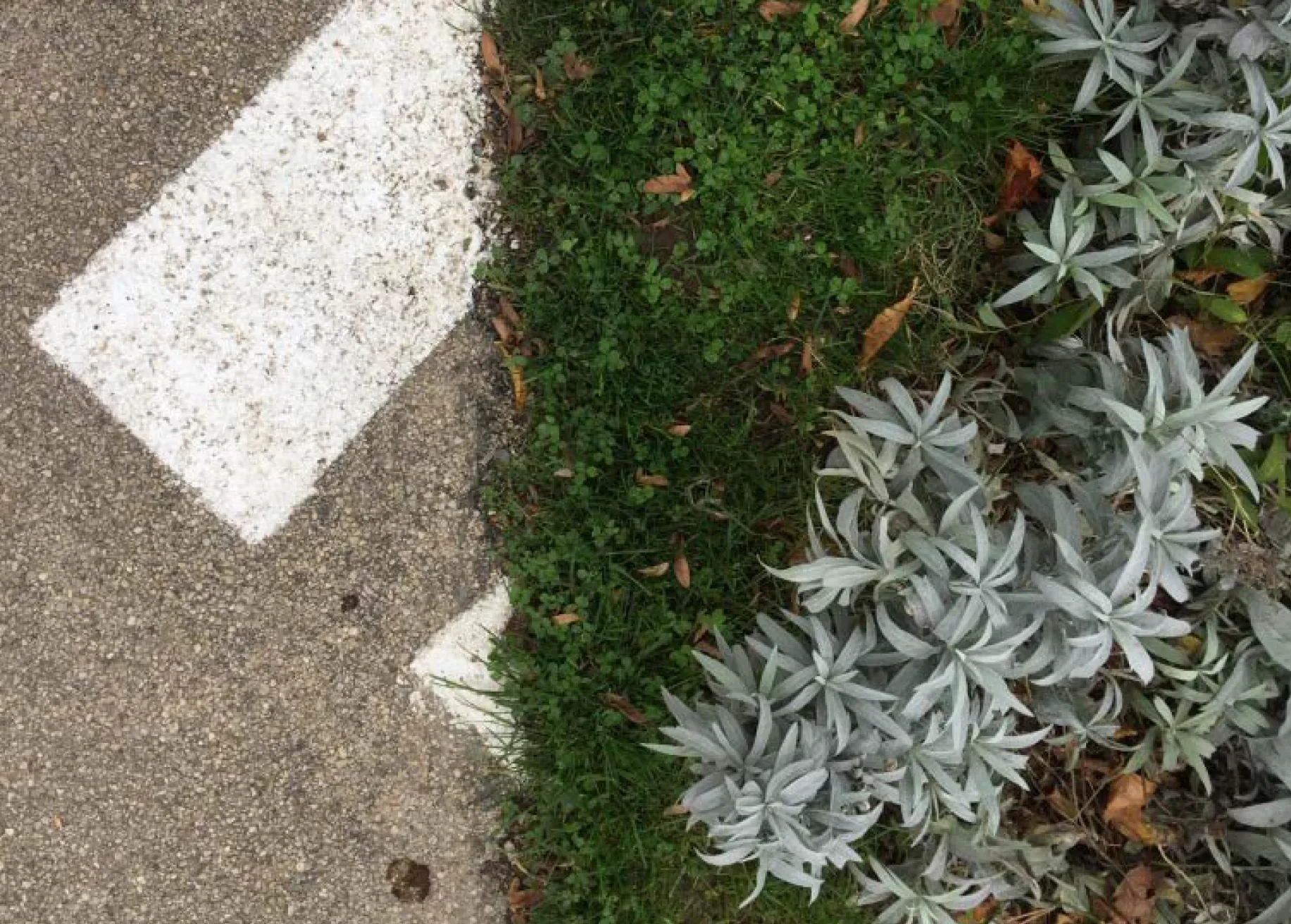 Photo d'un parterre du jardin