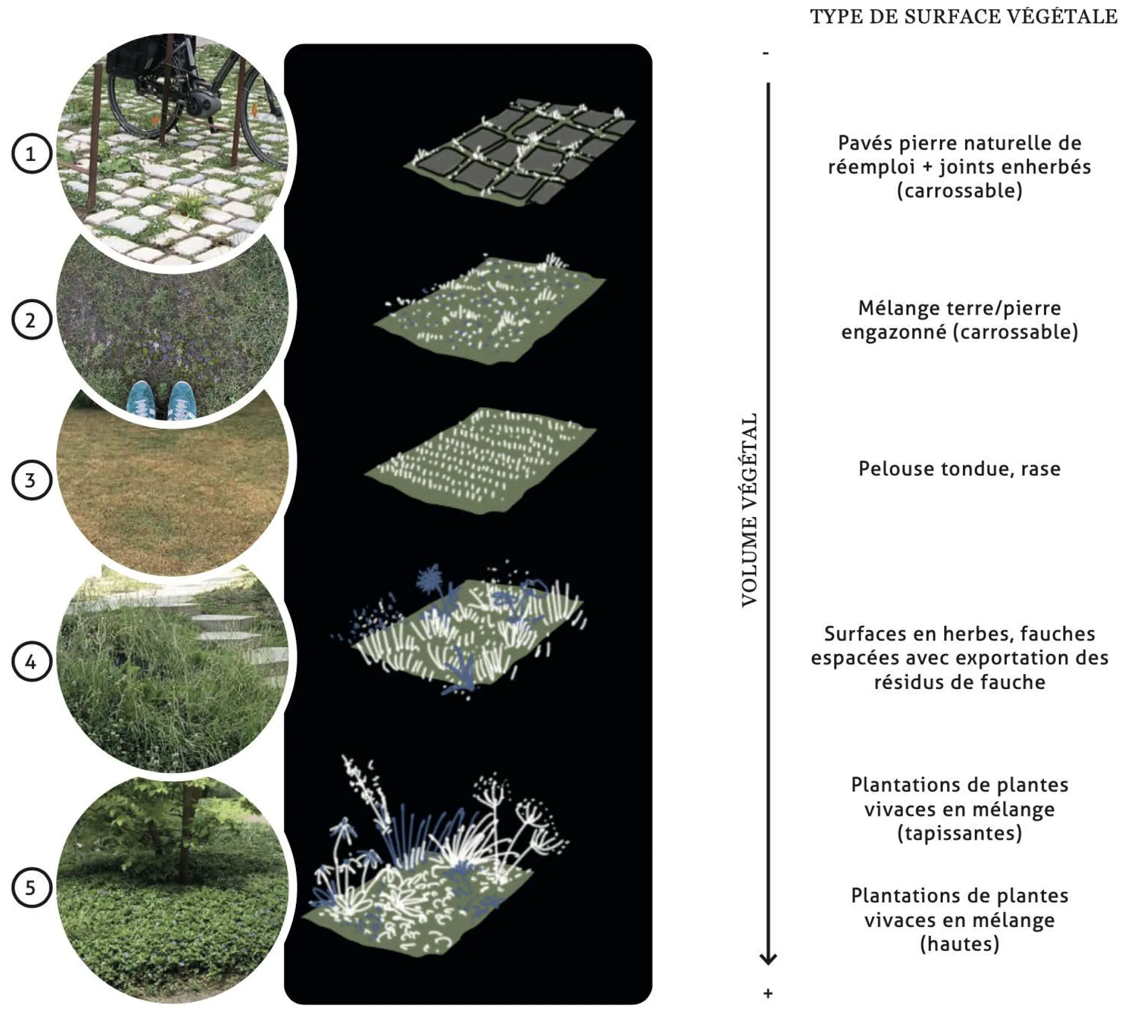 Surfaces végétales