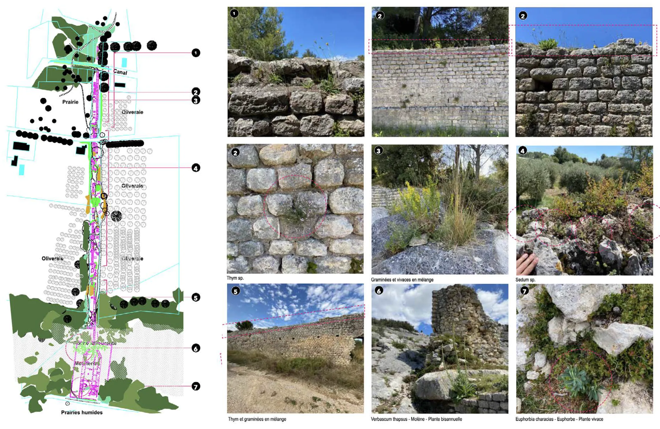 Typologie végétales
